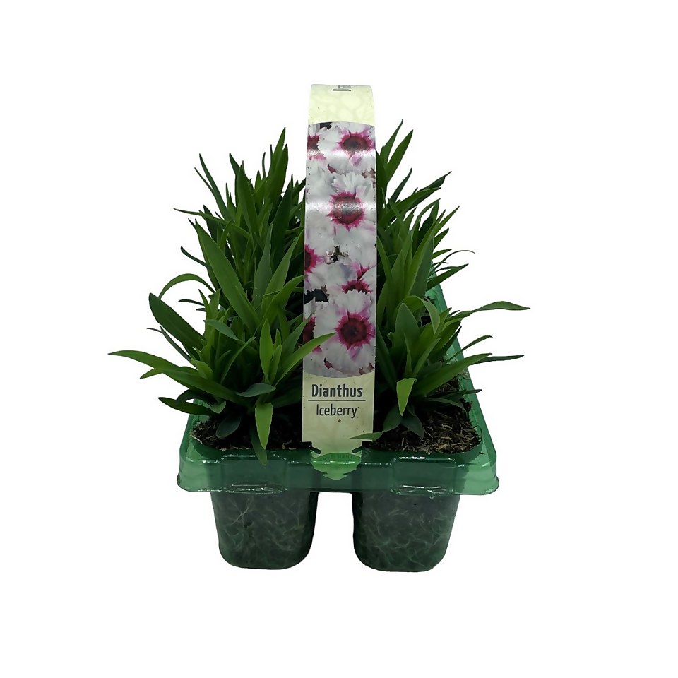 Dianthus Garden Pinks Mix 6 Pack Summer Bedding Plant