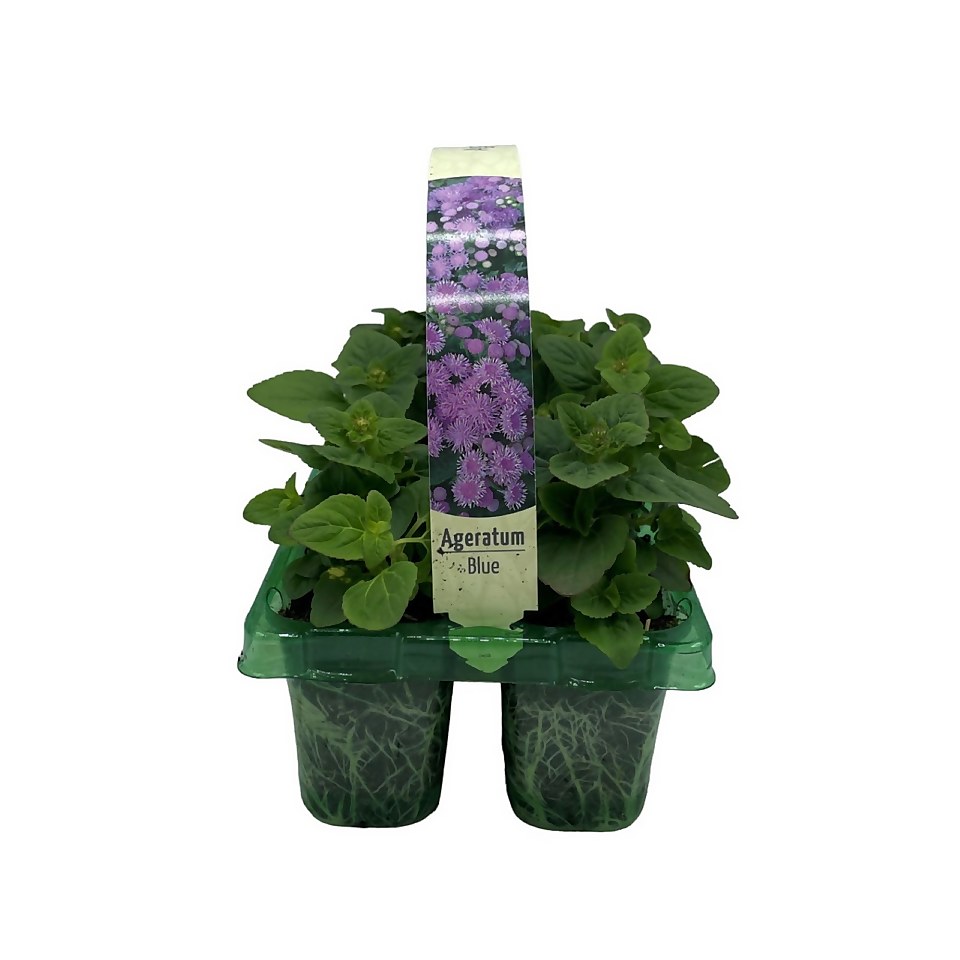 Summer Bedding Plant Selection 6 Pack