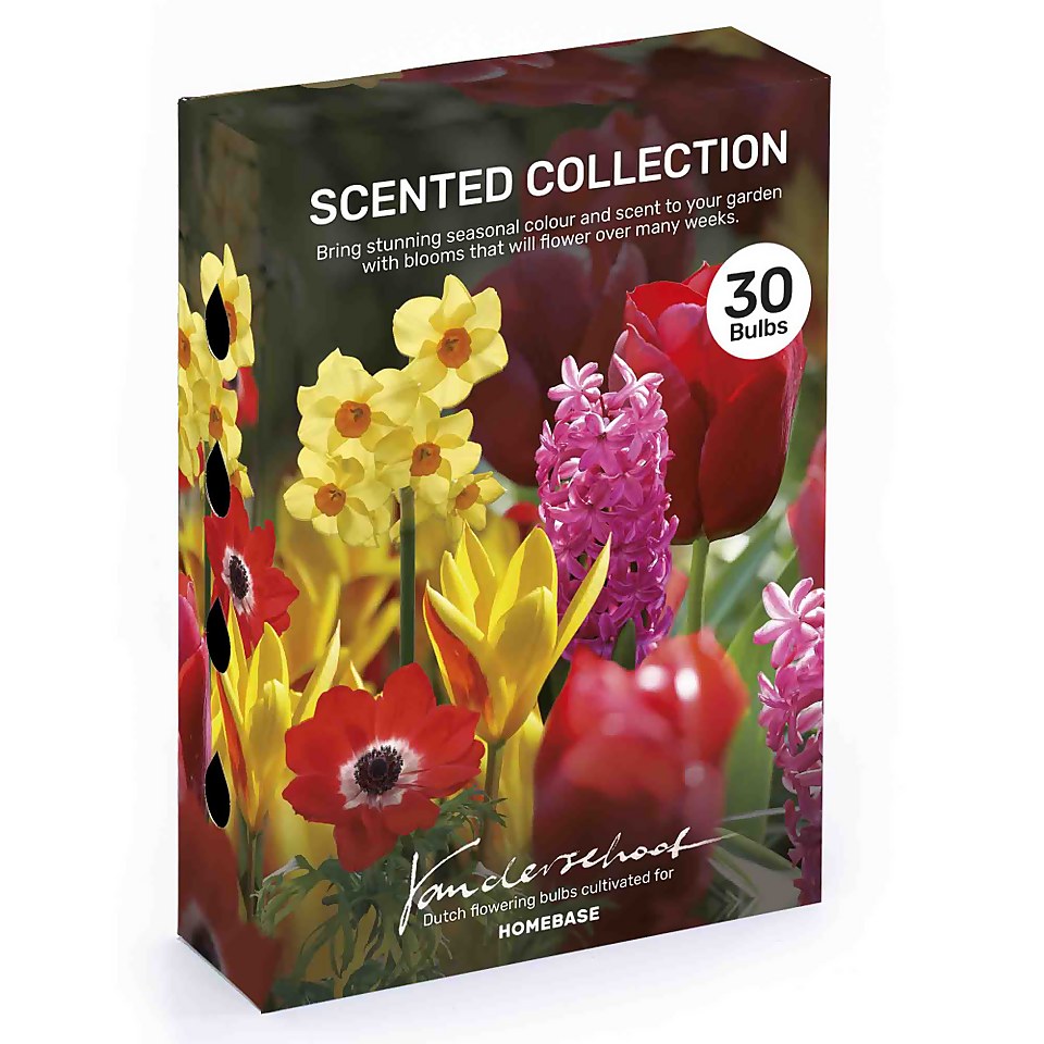 Scented Collection Garden Bulbs
