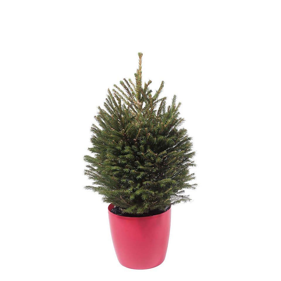 80-110cm (2.5-3ft) Living Pot Grown Norway Spruce Real Christmas Tree