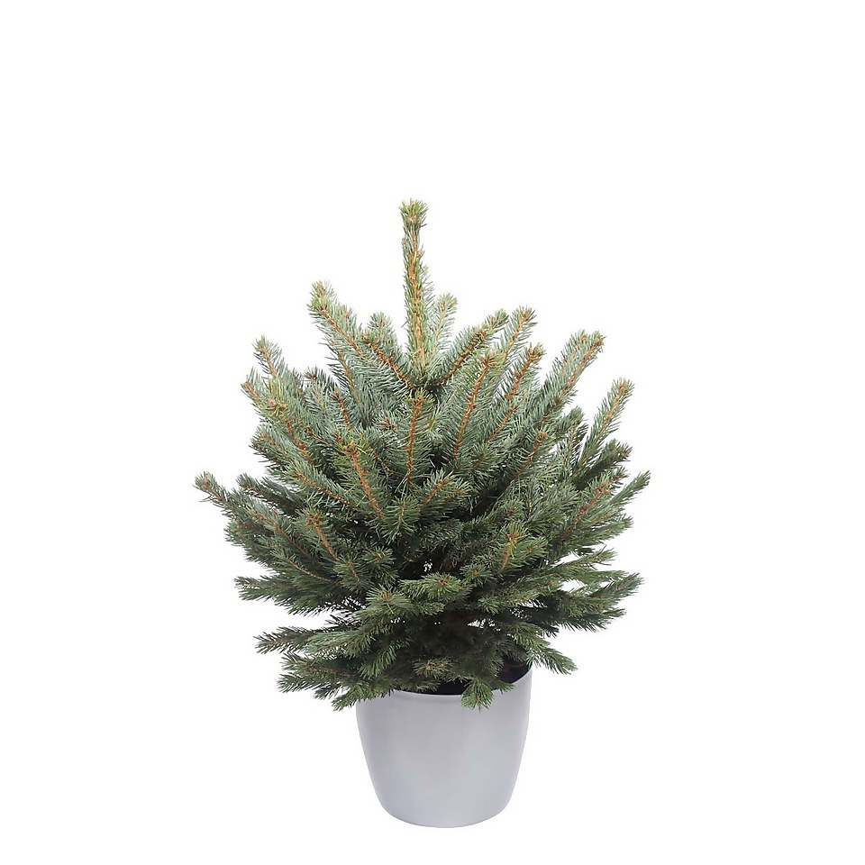 40-60cm (1.5-2ft) Living Pot Grown Blue Spruce Real Christmas Tree