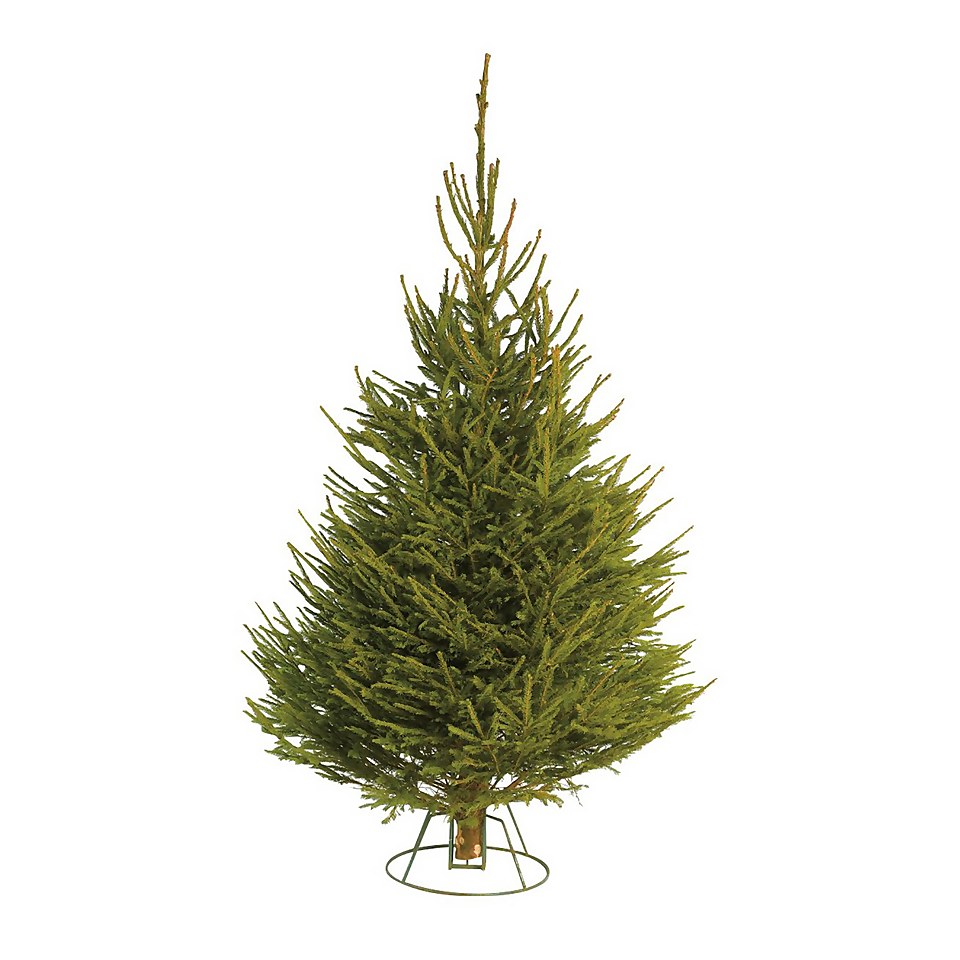 180-210cm (6-7ft) Real Cut Norway Spruce Christmas Tree