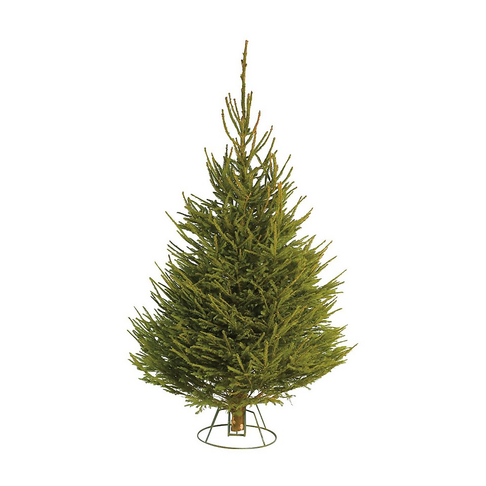 5-6ft Norway Spruce Real Cut Christmas Tree