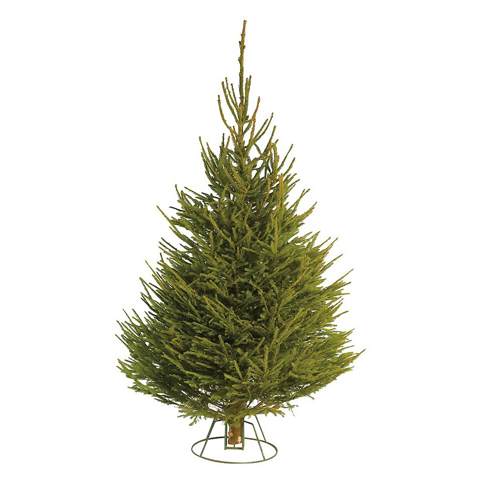 7-8ft Norway Spruce Real Cut Christmas Tree