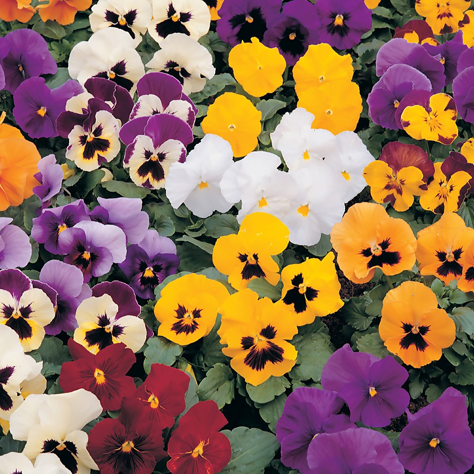 Bedding Selection 24 pack Autumn Pansy and Viola