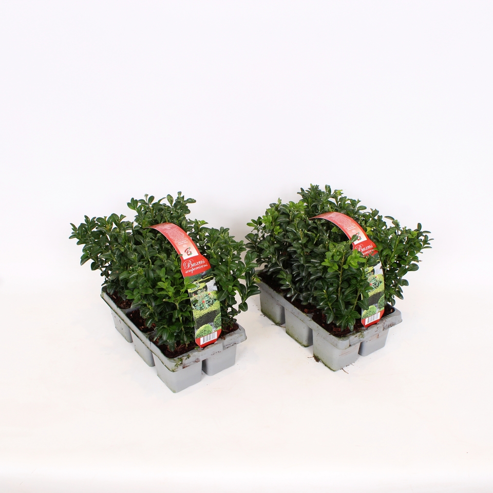 Buxus 'Box' - Pack of 6