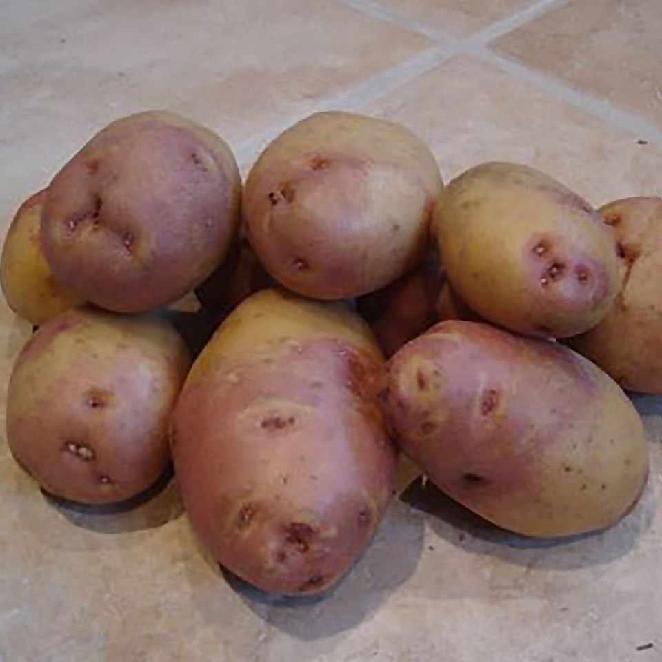 King Edward Seed Potato - 1.5kg