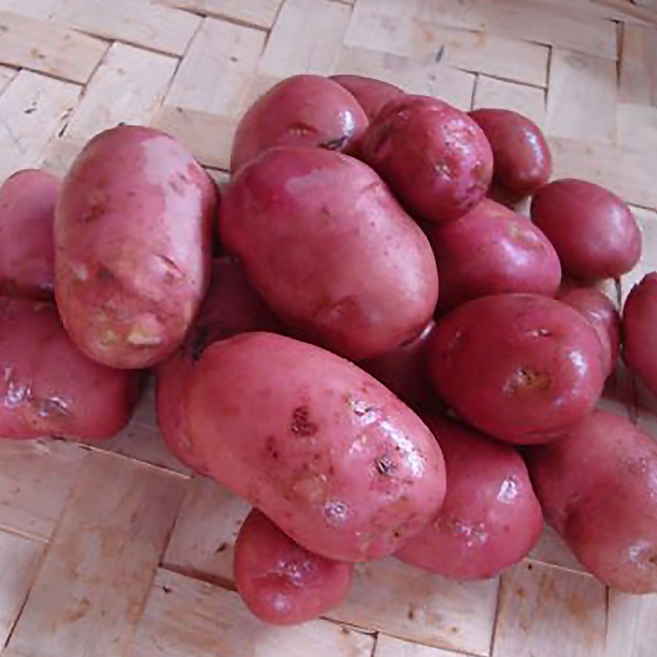 Desiree Seed Potato - 1.5kg