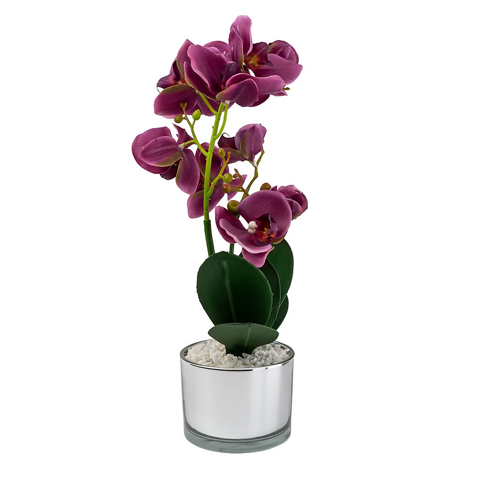 Orchid with Silver Glass Pot - Purple
