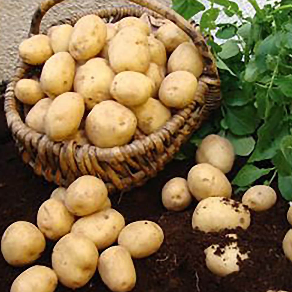 Swift Seed Potatoes - 5 Tubers