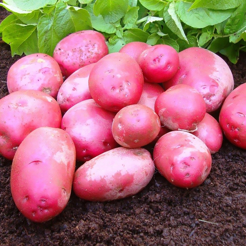 Red Duke of York Seed Potatoes - 5 Tubers