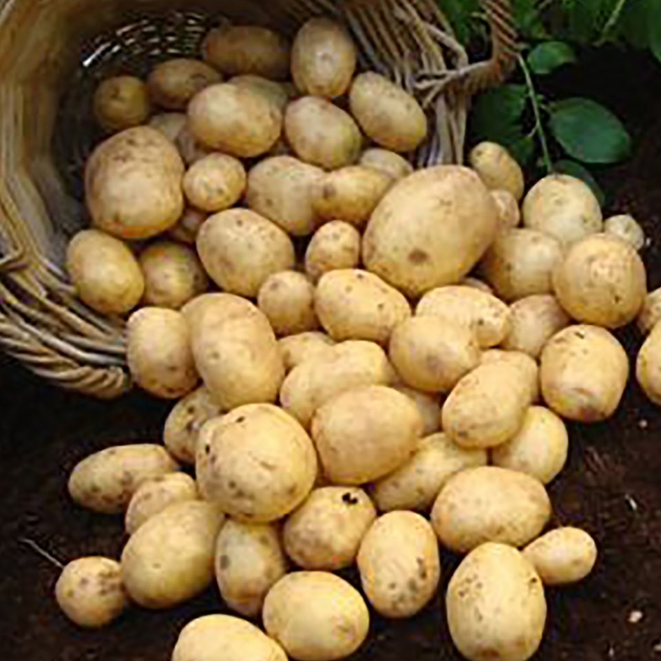 Rocket Seed Potatoes - 5 Tubers