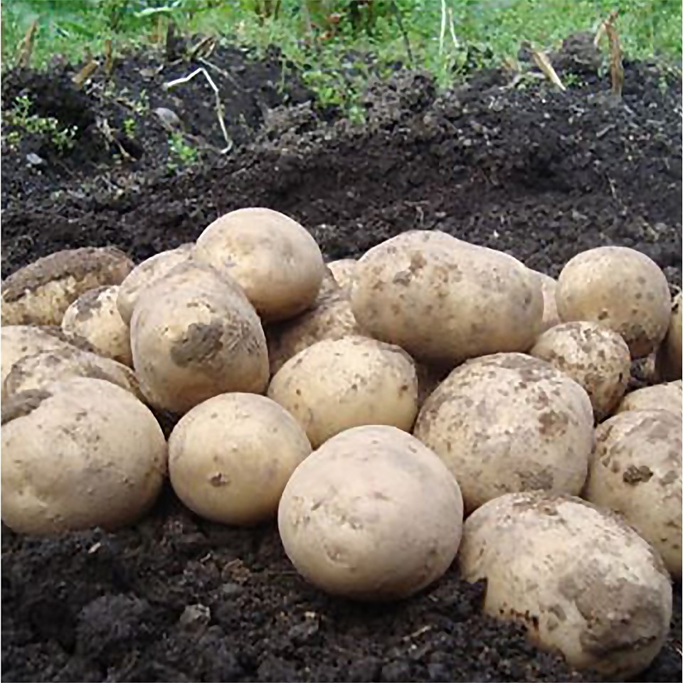 Arran Pilot Seed Potato - 1.5kg