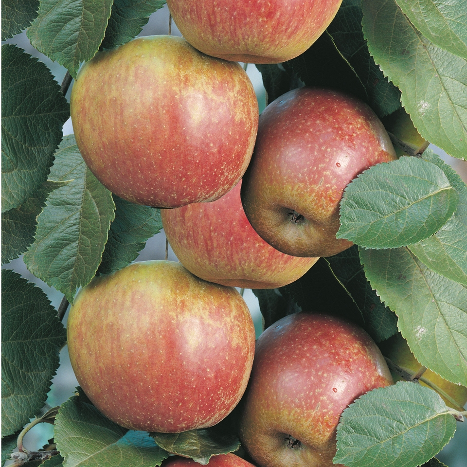 Fruit Tree Apple 'James Grieve' - 7.5L