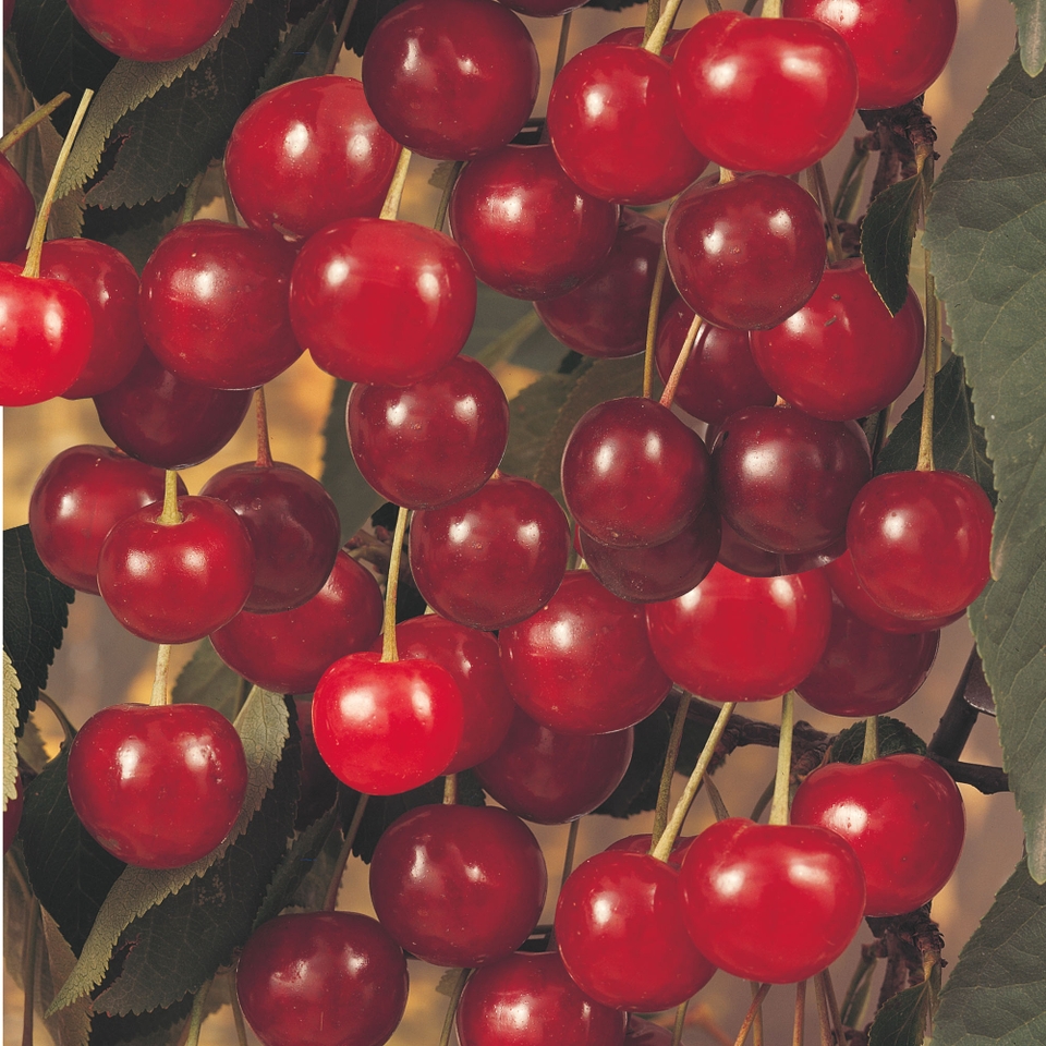 Fruit Tree Cherry 'Stella' - 7.5L
