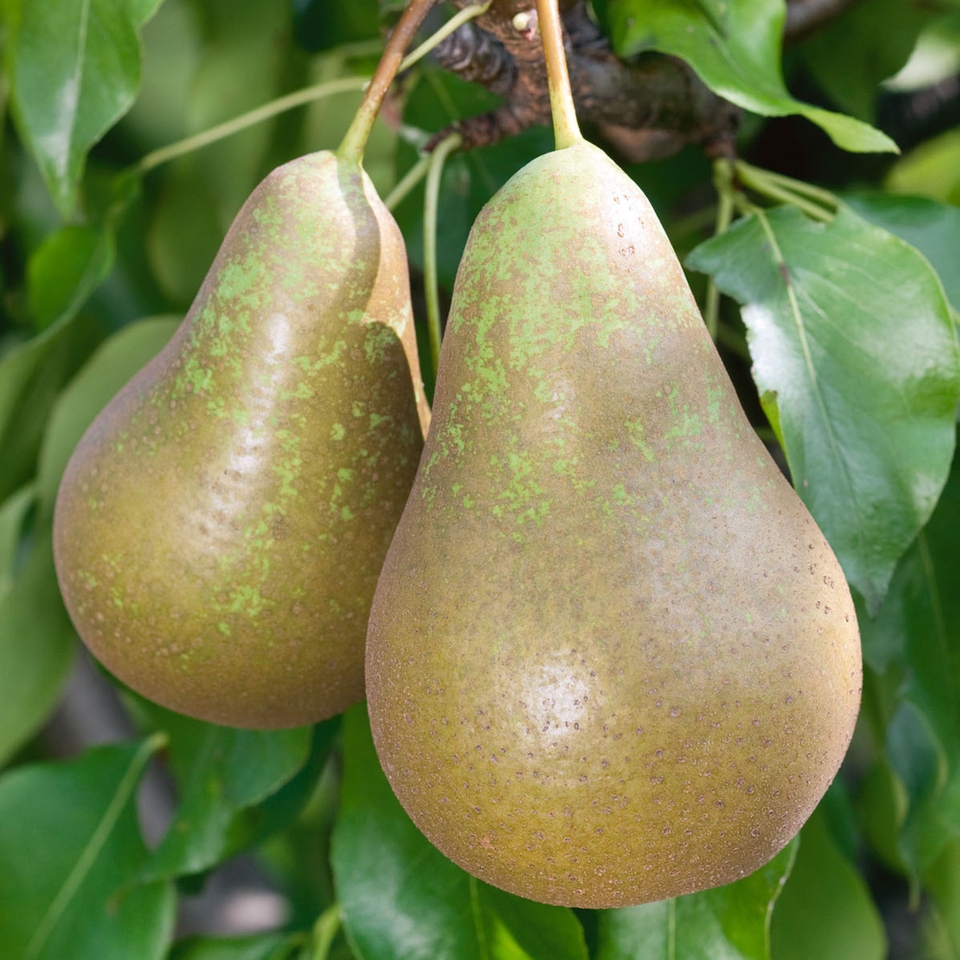 Fruit Tree Pear 'Conference' - 7.5L