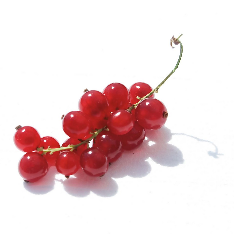 Soft Fruit Redcurrant 'Jonkheer van Tets' - 2L