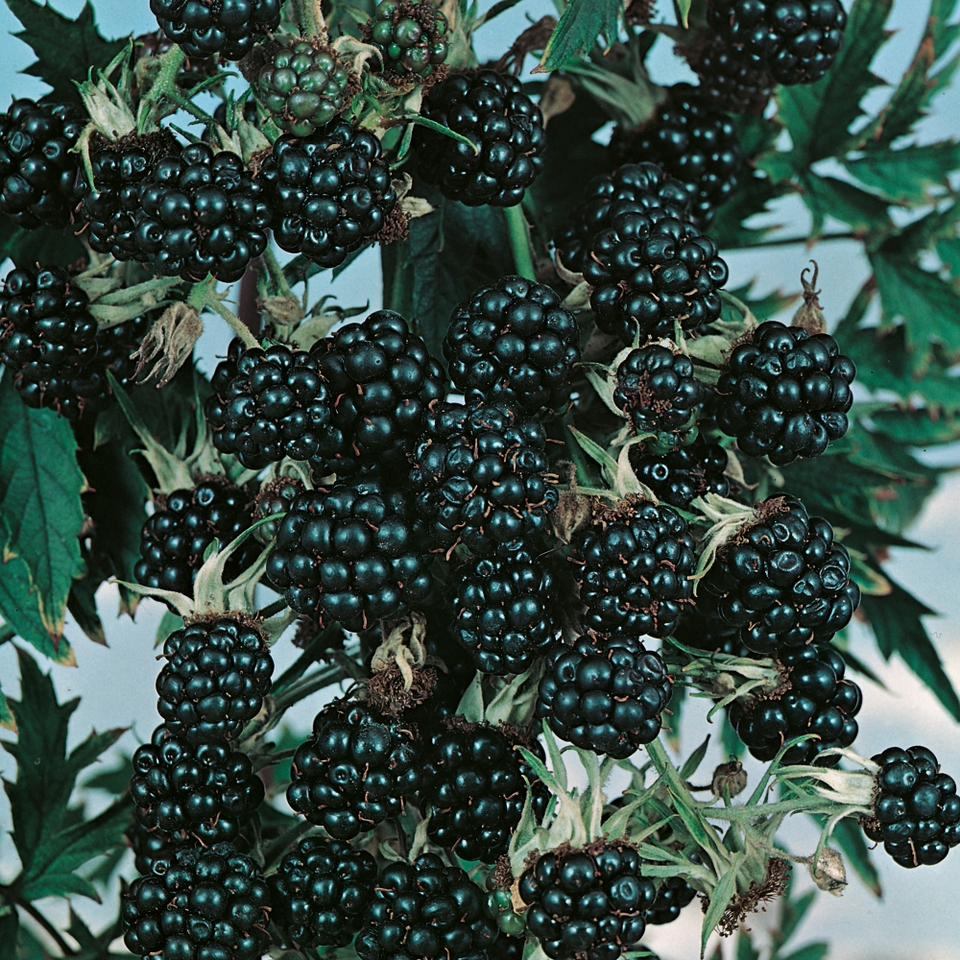 Soft Fruit Blackberry 'Oregon' - 2L