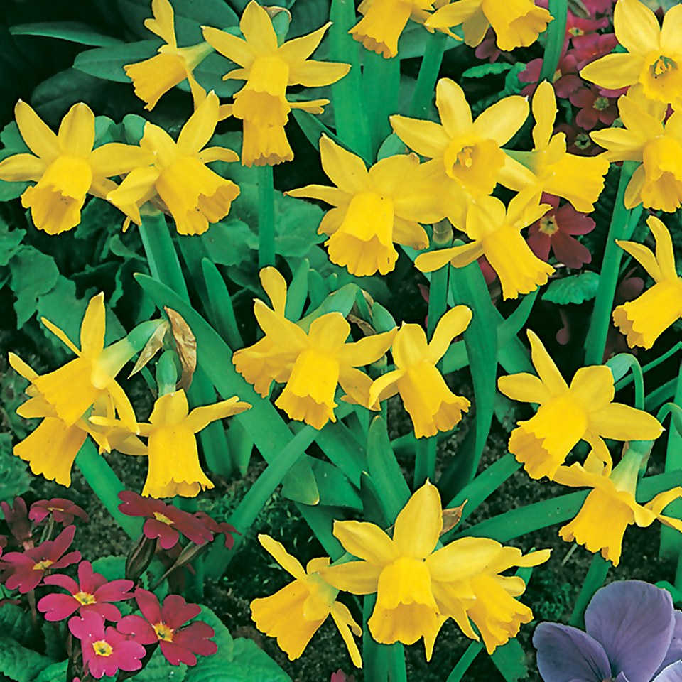 Dwarf Daffodill Narcissus Tete A Tete 1L