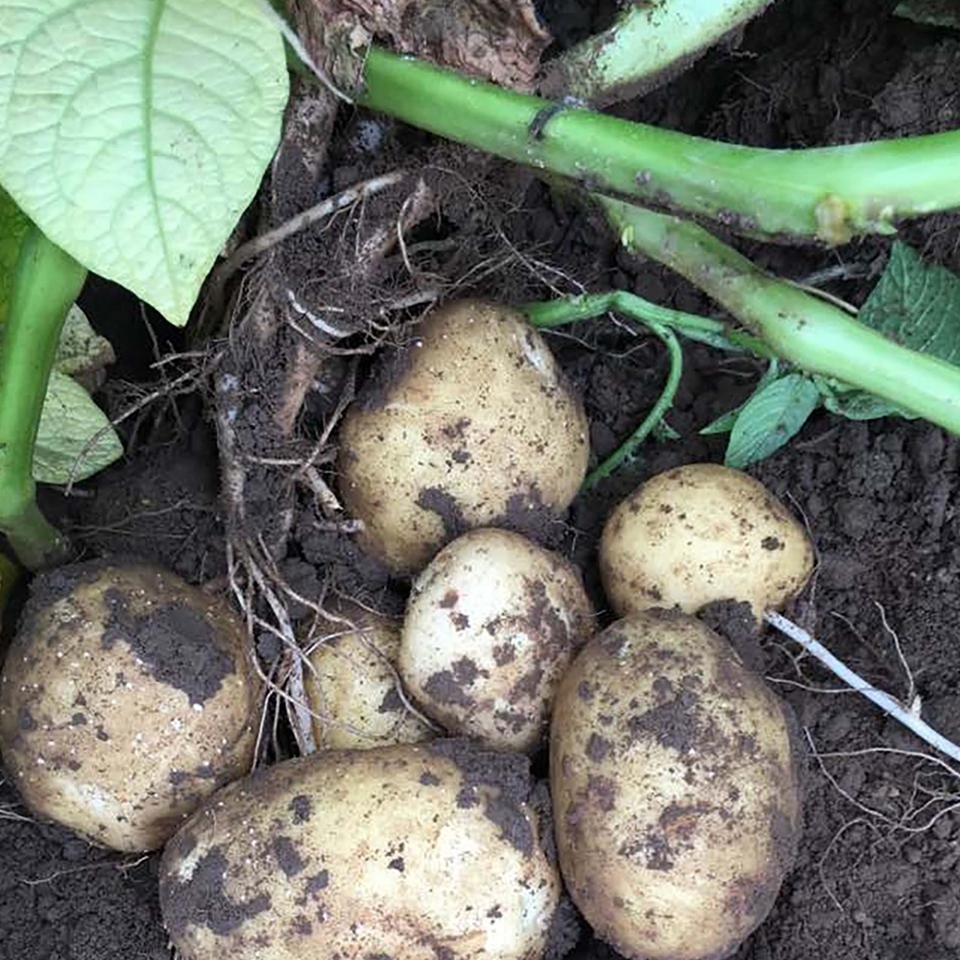 McCain Royal Seed Potato - 1.5kg