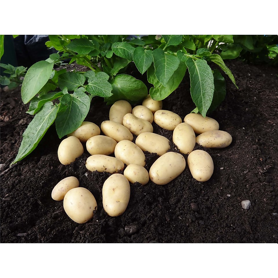 Seed Potato Jazzy 5 Tubers