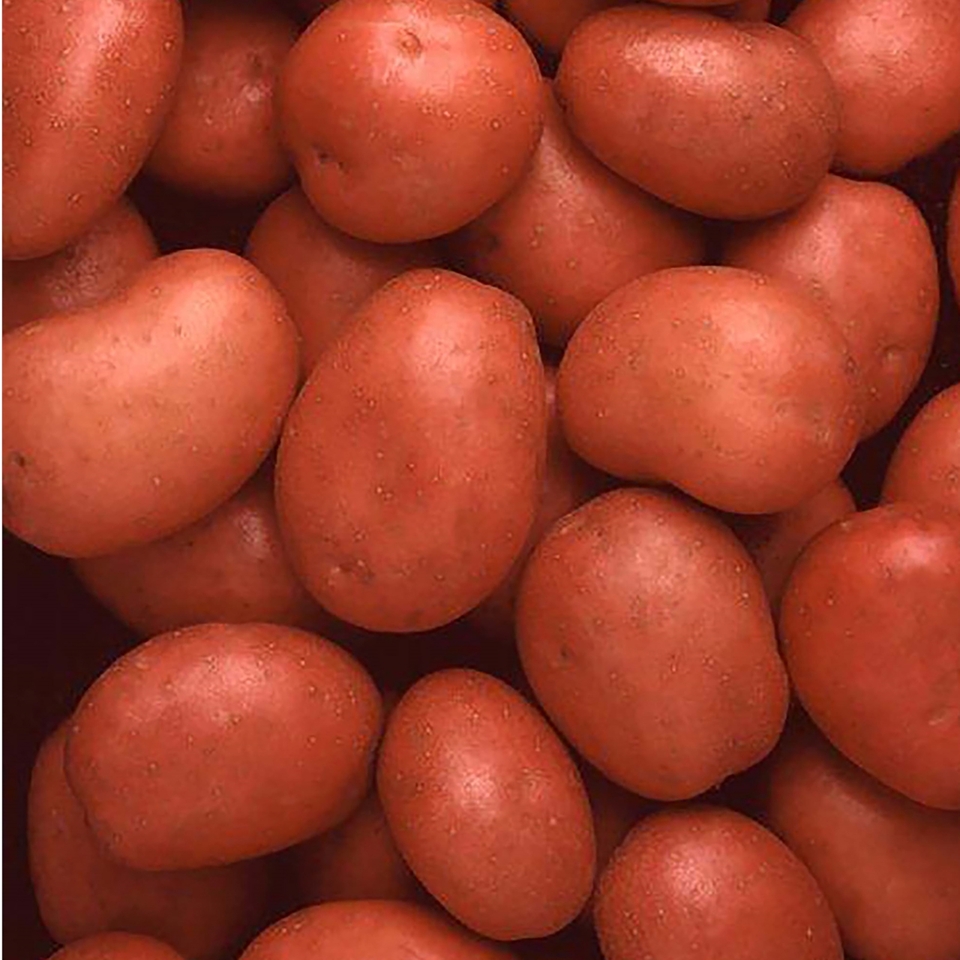 Albert Bartlett Rooster Seed Potato - 1.5kg