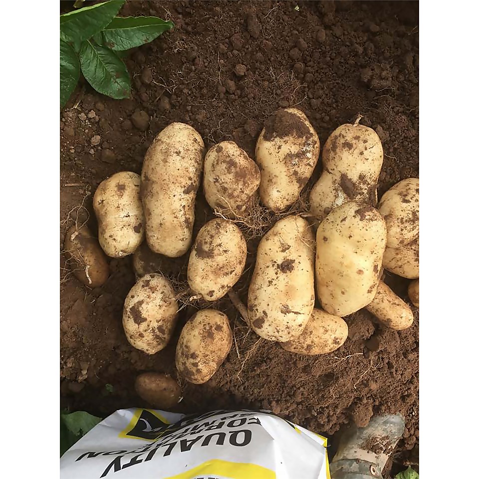 Seed Potato Mccain Shepody 5 Tubers