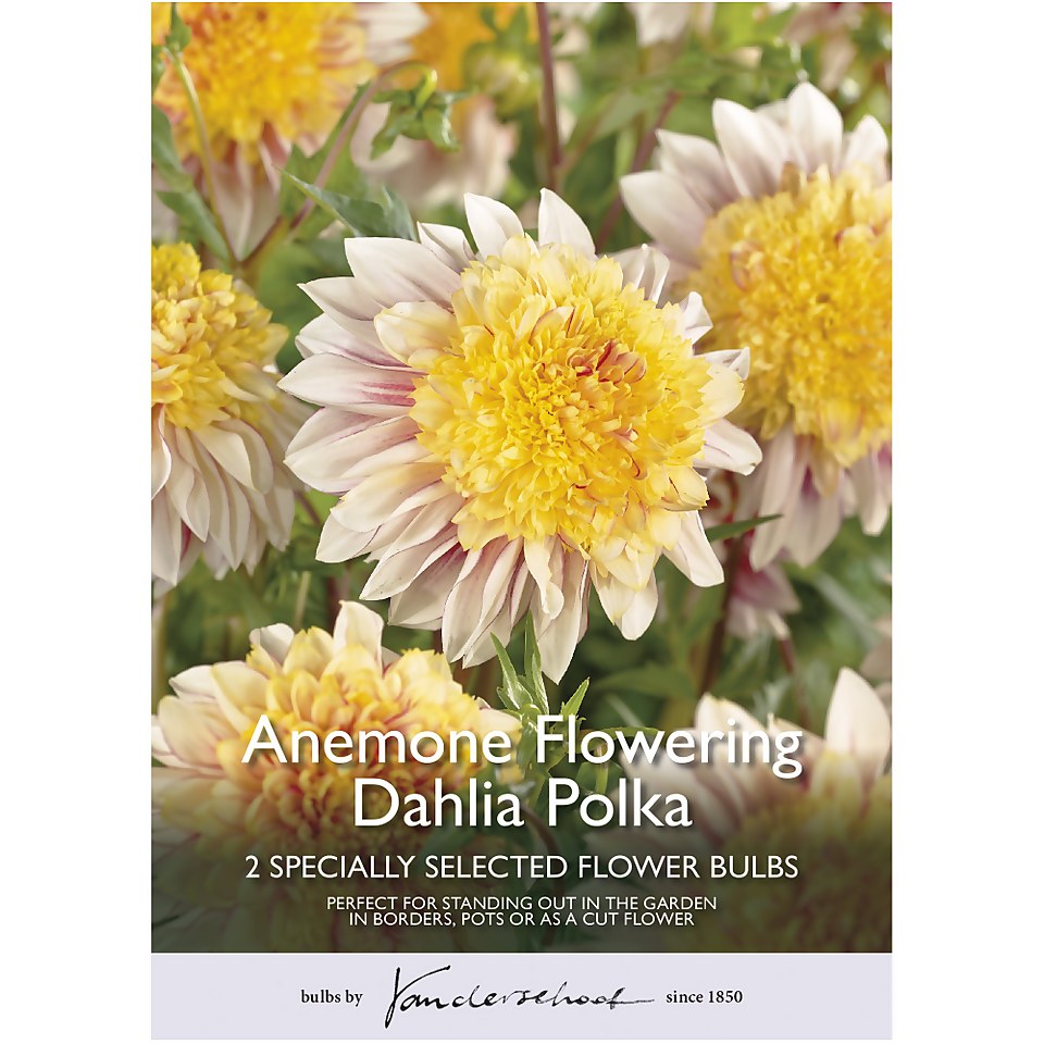 Anemone Flowering Dahlia Polka