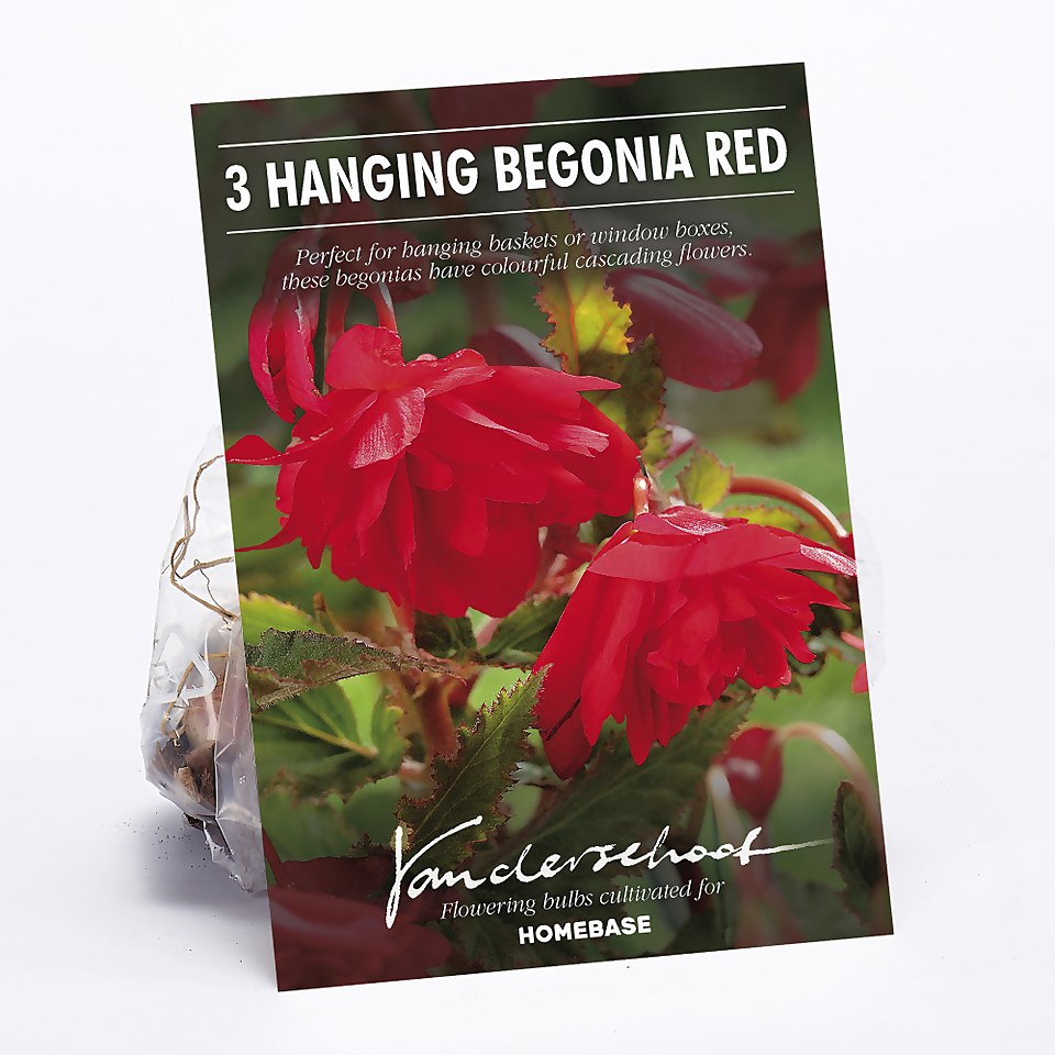 Hanging Begonia  Red