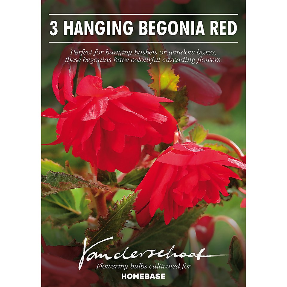 Hanging Begonia  Red