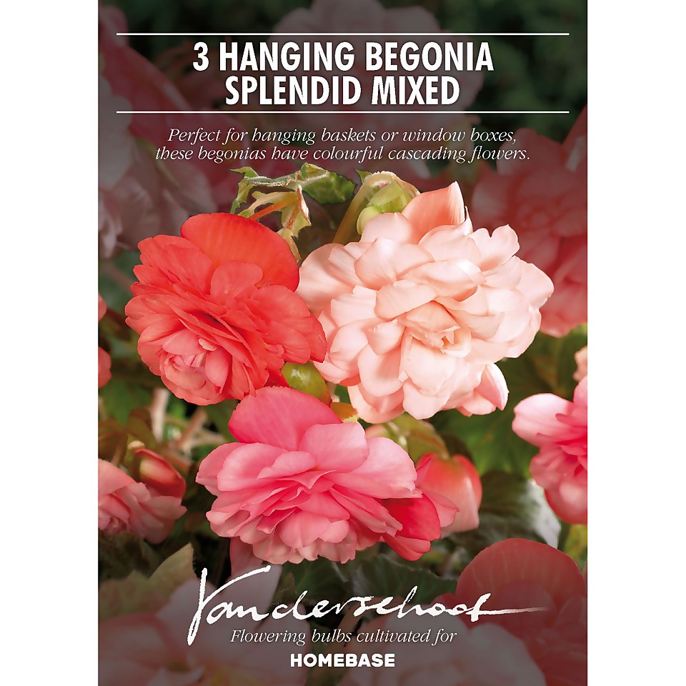 Hanging Begonia Splendid Mixed Flower Bulbs