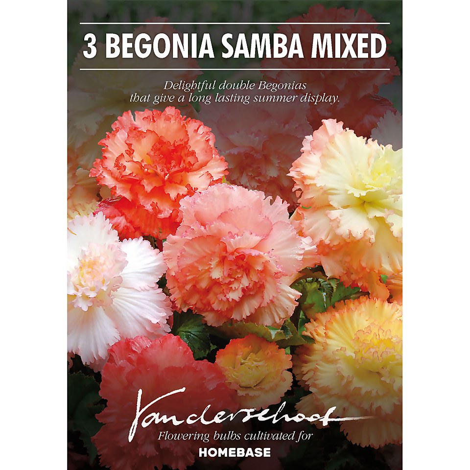 Begonia Samba Mixed