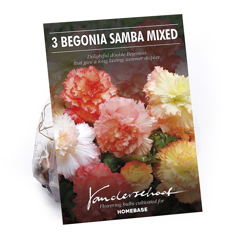 Begonia Samba Mixed