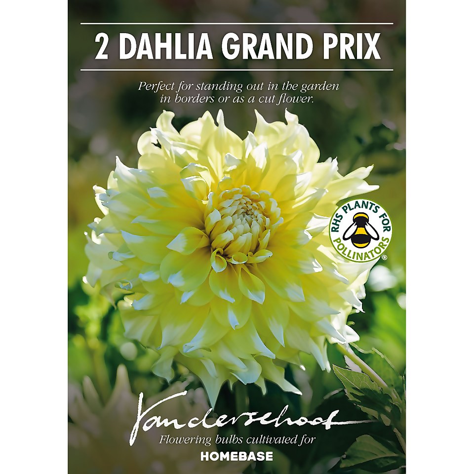 Decorative Dahlia Grand Prix Flower Bulbs