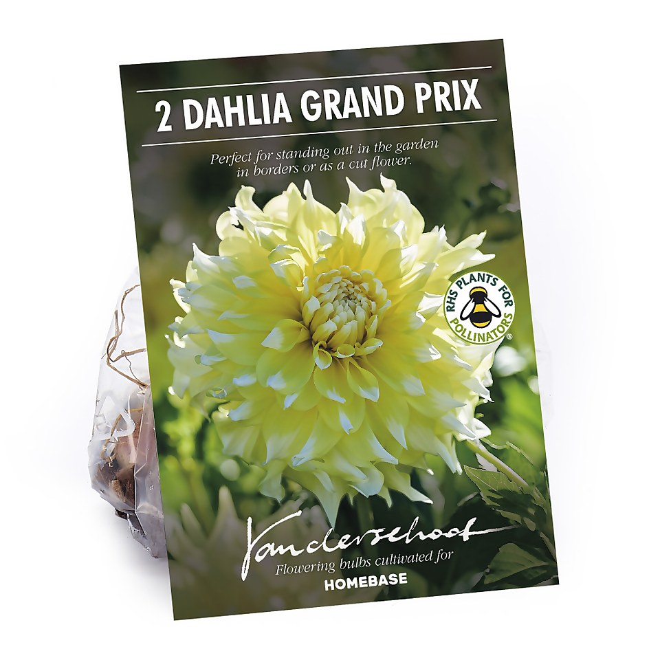 Decorative Dahlia Grand Prix Flower Bulbs