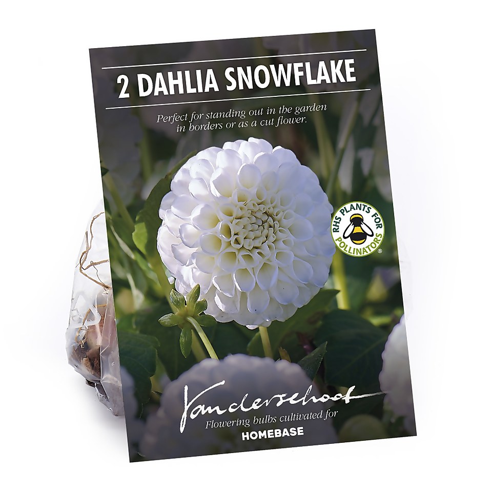 Pompon Dahlia Snowflake Flower Bulbs