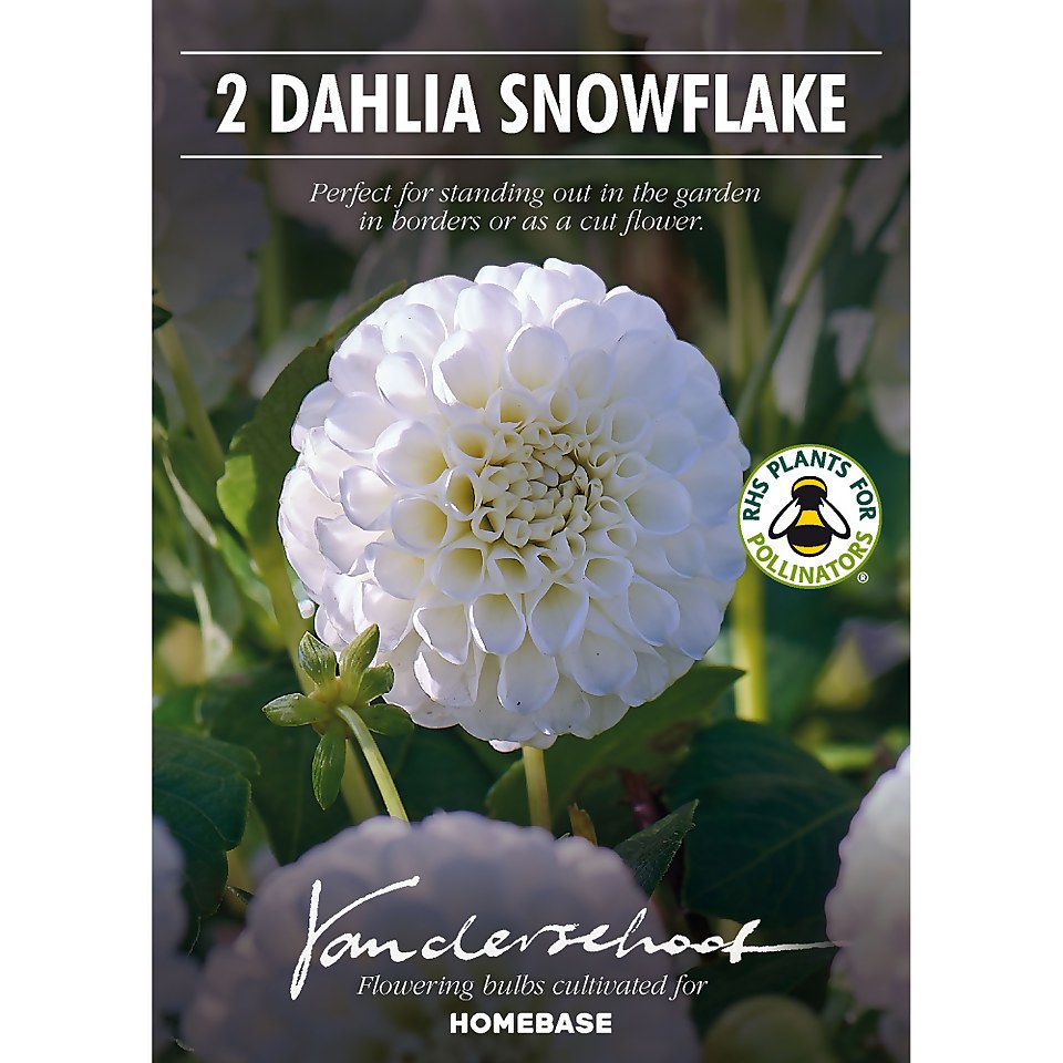 Pompon Dahlia Snowflake Flower Bulbs