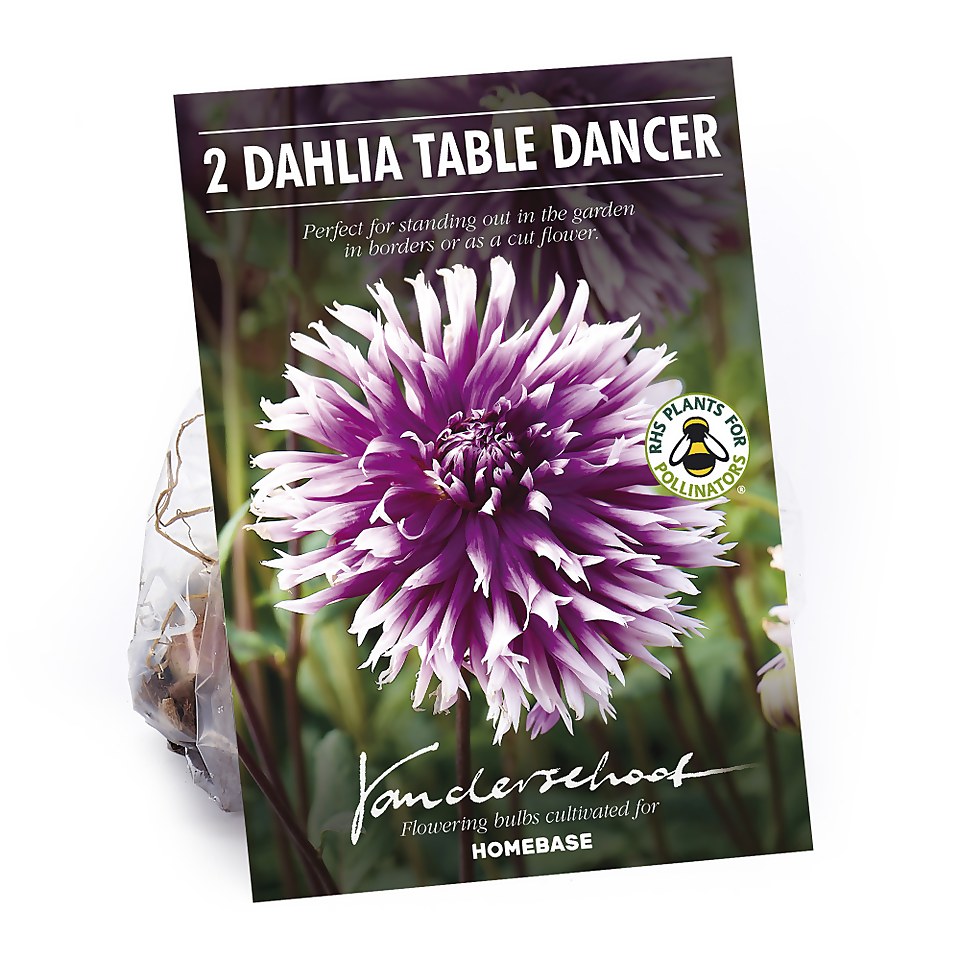 Fimbriata Dahlia Table Dancer