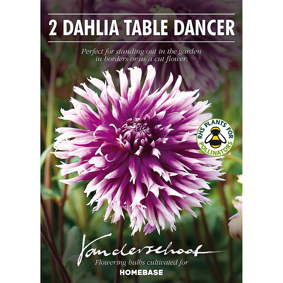 Fimbriata Dahlia Table Dancer