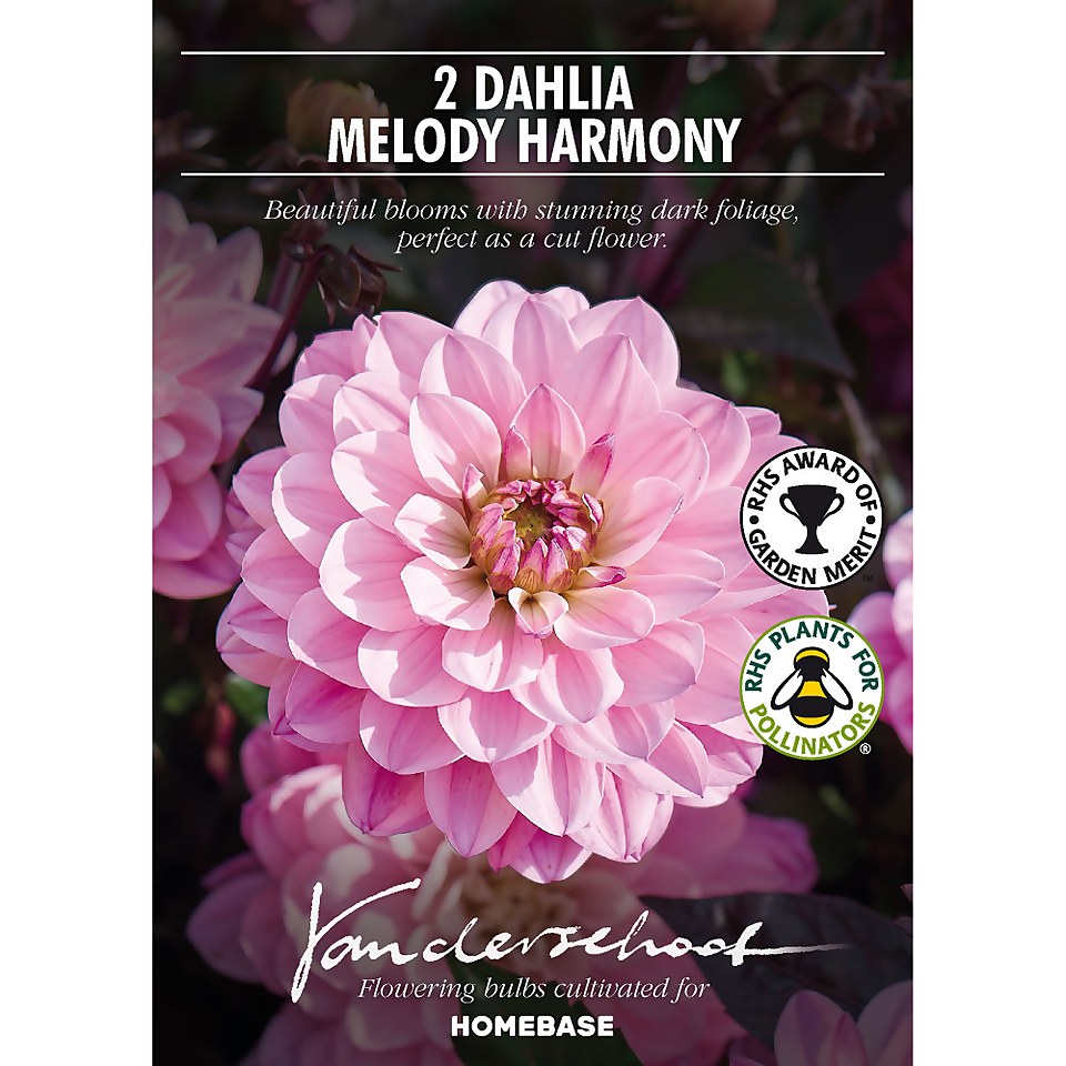 Dark Foliage Dahlia  Melody Harmony Flower Bulbs