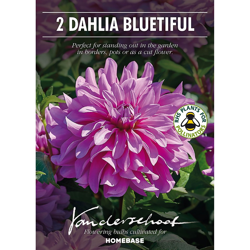 Decorative Dahlia  Bluetifull Flower Bulbs