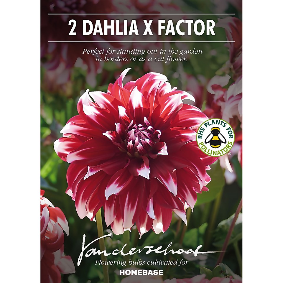 Dinnerplate Dahlia  Xfactor Flower Bulbs