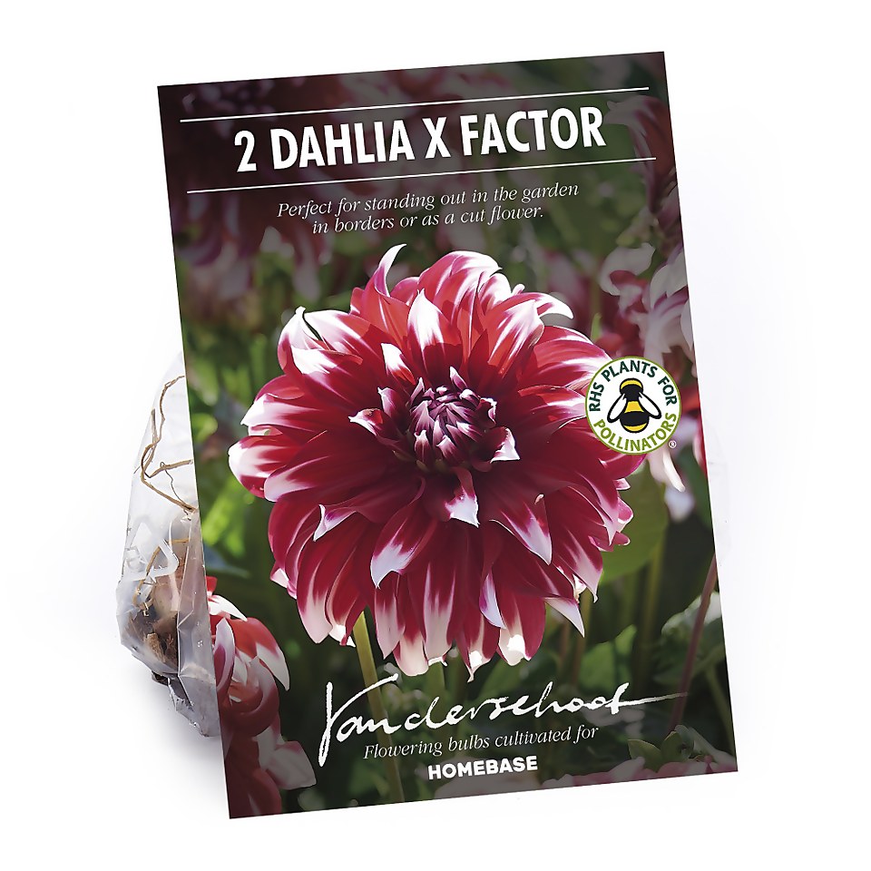 Dinnerplate Dahlia  Xfactor Flower Bulbs