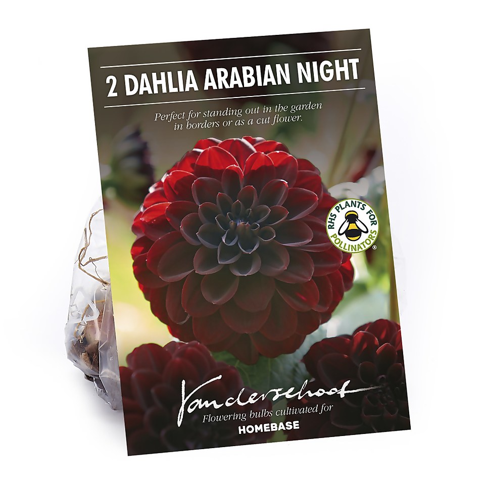 Decorative Dahlia Arabian Night