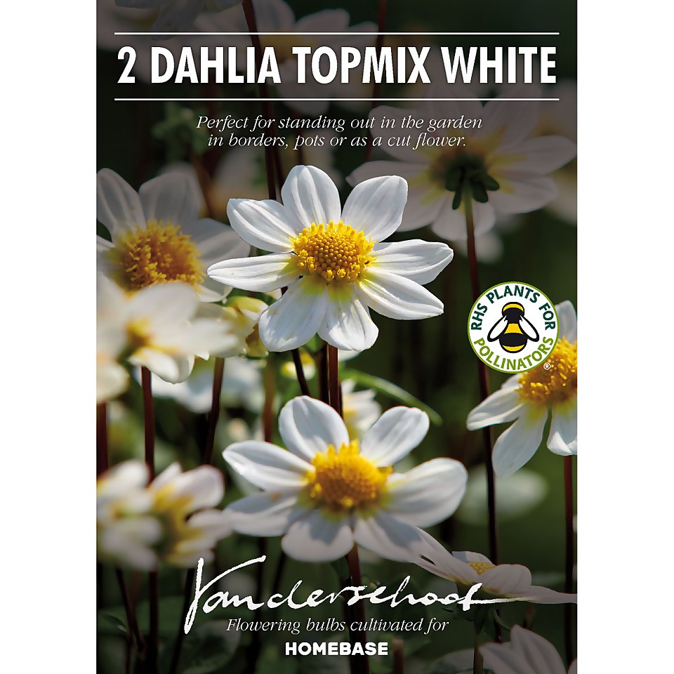 Dahlia Single Topmix White Flower Bulbs