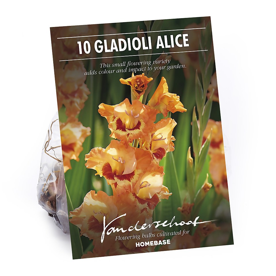 Small Flowering Gladioli Alice