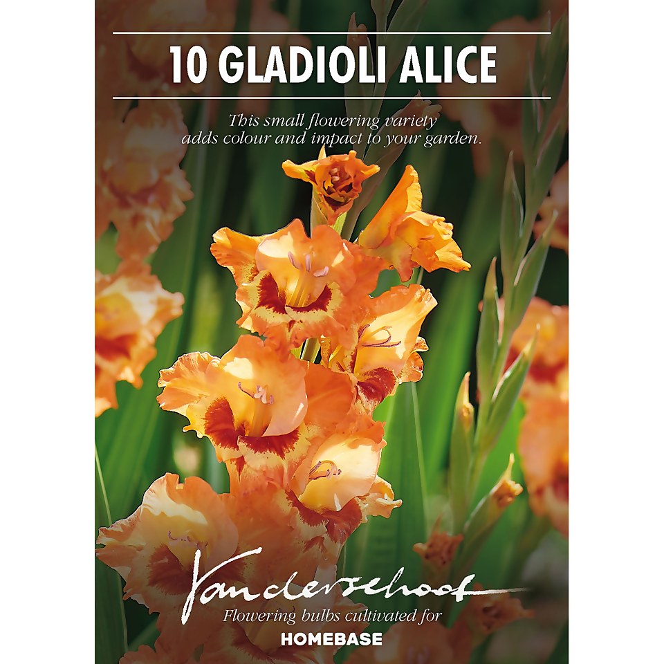 Small Flowering Gladioli Alice