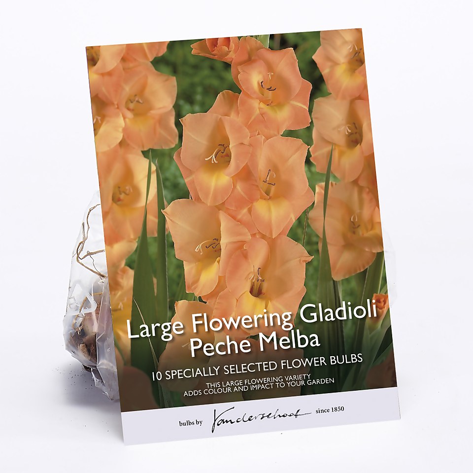 Large Flowering Gladioli Peche Melba Flower Bulbs