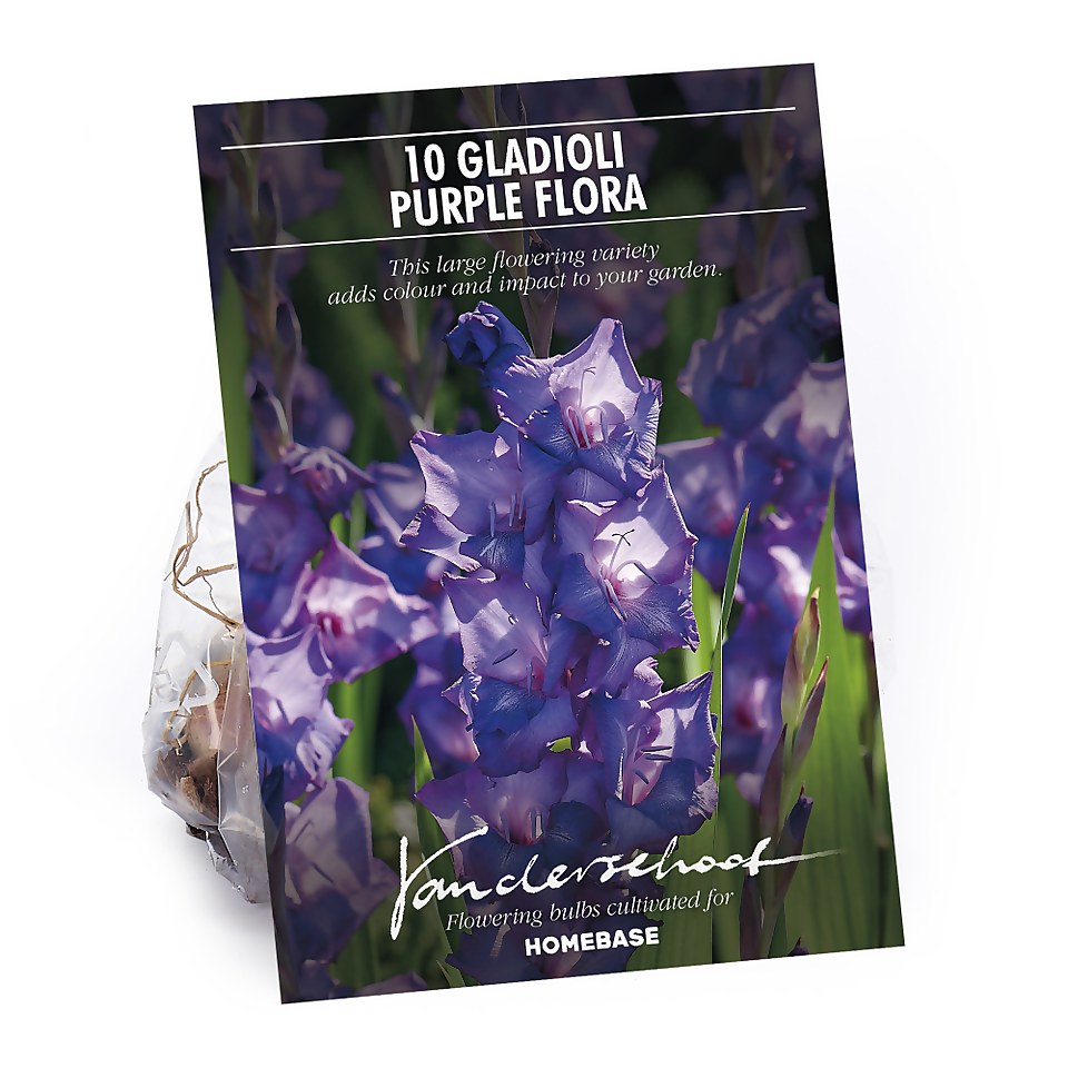 Large Flowering Gladioli Purple Flora
