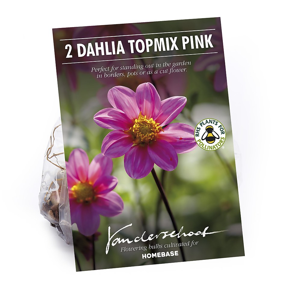 Dahlia Single Topmix Pink